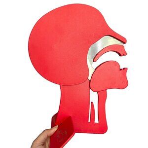 🛑 Laerdal Head Section Model, Airway, Head Tilt Chin Lift, First Aid Demo